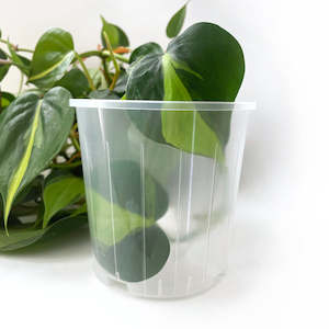 Rain 10 Clear Nursery Pot - 10cm x 10cm - from 83c each