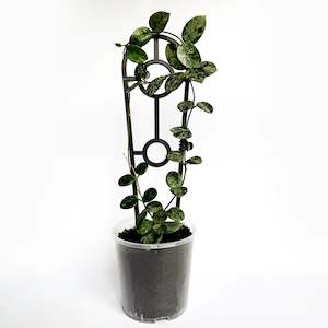 Crew Mini Plant Trellis - BLACK [from $1.20 each]