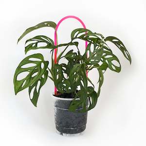 Plant, garden: Arka™ Trellis - Petite Mini - NEON PINK