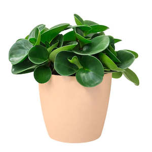 Plant, garden: Cover Pot - Elho Brussels Round - 14cm Blush