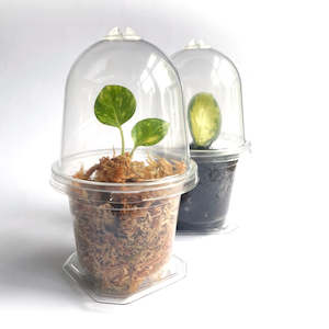 Plant, garden: Mini Clear Propagation Kit - from $2 each