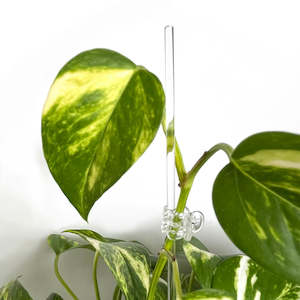 Rain Acrylic Plant Stake - CLEAR [from $1.60 each]