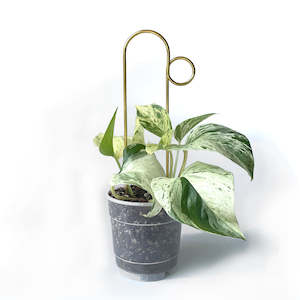 Plant, garden: Botanopia Plant Support Stake - Gold Bump 30cm