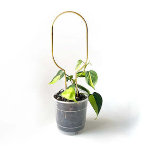 Botanopia Plant Support Stake - Gold Hoop 34cm