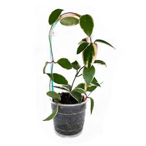 Plant, garden: Arka™ Trellis - Petite Mini - CLEAR RAINBOW IRIDESCENT