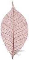 Clothing: SKELETON LEAF x 10 - 1 inch