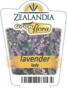 Lavender ‘Lady’ 6pack