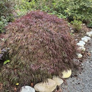 Garden supply: Acer palmatum dissectum ‘Crimson Queen’ H/W 90/100cm 12L