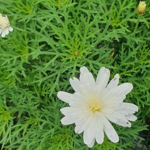 Garden supply: Federation ‘Daisy Purity’ 14cm