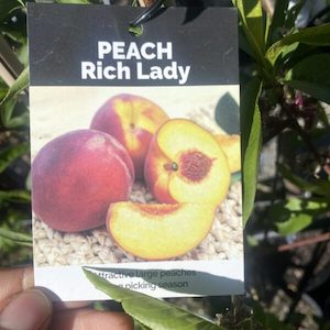 Garden supply: Peach Sherbert ‘Rich Lady’ 4.7L