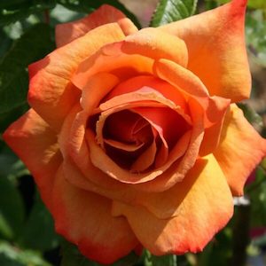 Garden supply: Rose ‘Remember Me’