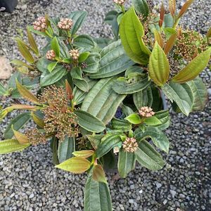 Viburnum Davidii Male 6l