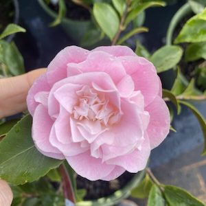 Camellia ‘Sweet Emily Kate’ 2L