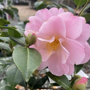 Camellia ‘Nicky Crisp’ 4L