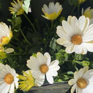 Osteospermum ‘Voltage White Lightning’ 1.5L