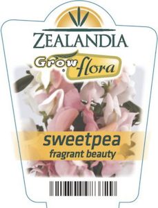 Sweet Pea ‘Fragrance Beauty’ 6pack