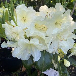 Garden supply: Rhododendron ‘Lemon Lodge’ 7.5L