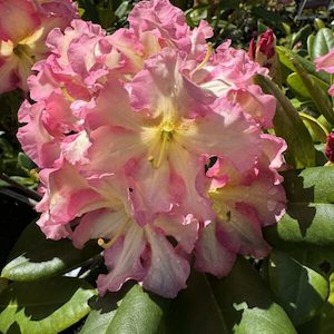 Rhododendron ‘Melrose Flash’ 7.5l