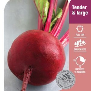 Seed Beetroot ‘Super King’