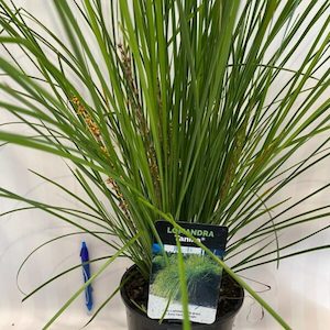 Lomandra ‘Tanika’-1.5L