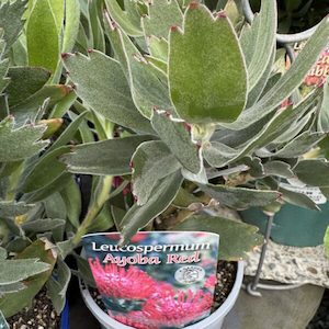 Leucospermum ‘Ayoba Red’ 1.5L