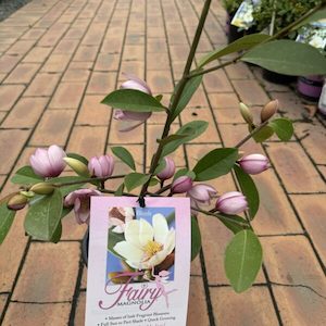 Magnolia Fairy ‘Blush’ 2.5L