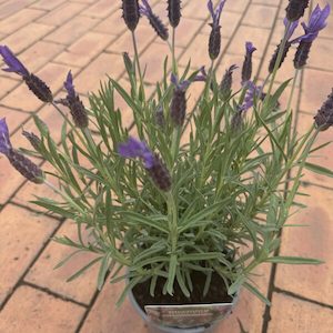 Lavender Stoechas Major 1L