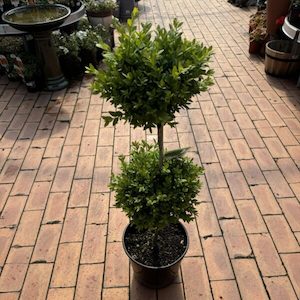 Buxus Standard ‘Double Ball’