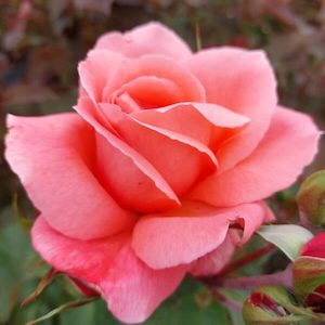 Rose ‘Leaping Salmon’ Climber