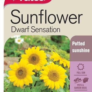 Seed Sunflower ‘Dwarf Sensation’