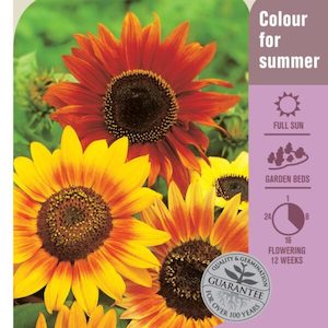 Seed Sunflower ‘Bronze Shade’