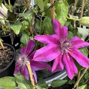 Garden supply: Clematis Hybrid ‘William Keay’