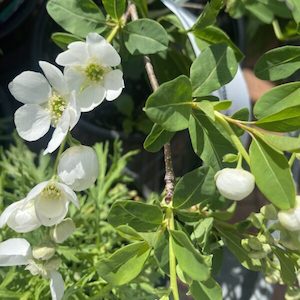 Exochorda ‘The Bride’ 4L