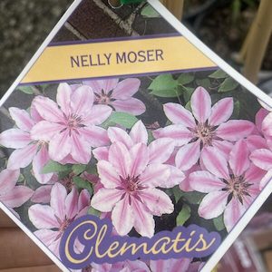 Clematis hybrid. ‘Nelly Moser ‘