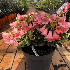 Rhododendron ‘Little Jack Horner’ 7.5L