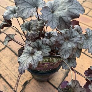 Heuchera Plum Royale 14cm