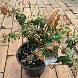 Garden supply: Pieris ‘Tickled Pink’ 2L