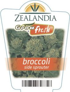 Broccoli ‘Side Sprouter’ 6pack