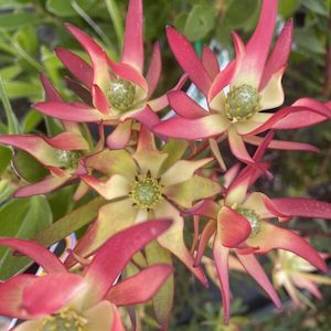 Garden supply: Leucadendron ‘Jack Harre’ 3.5L