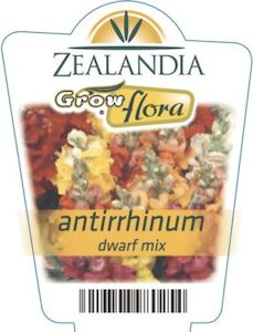 Antirrhinum ‘Dwarf’ Mix 6pack