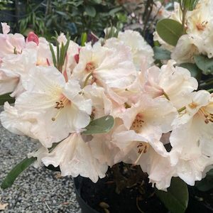 Rhododendron ‘Virginia Rchards’ 7.5L