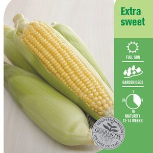 Seed Sweetcorn ‘Honeysweet’