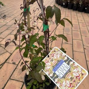 Garden supply: Clematis montana ‘Pied Piper’ 3.3L