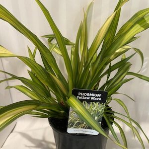 Phormium ‘Yellow Wave’ 3.3L