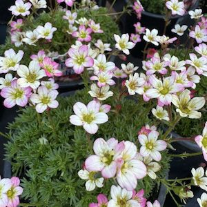 Saxifraga ‘Peter Pan’ 1.3L