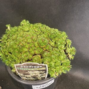 Saxifraga ‘Tinkerbelle’ 1.3L