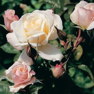 Garden supply: Rose ‘Anniversary’