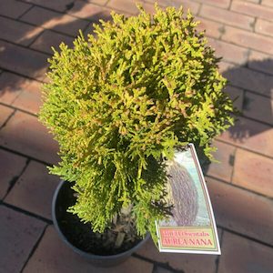 Thuja occidentalis ‘Aurea nana’