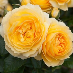 Garden supply: Rose Standard ‘My Dad’ 800mm