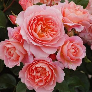 Garden supply: Rose Standard ‘My Mum’ 800mm